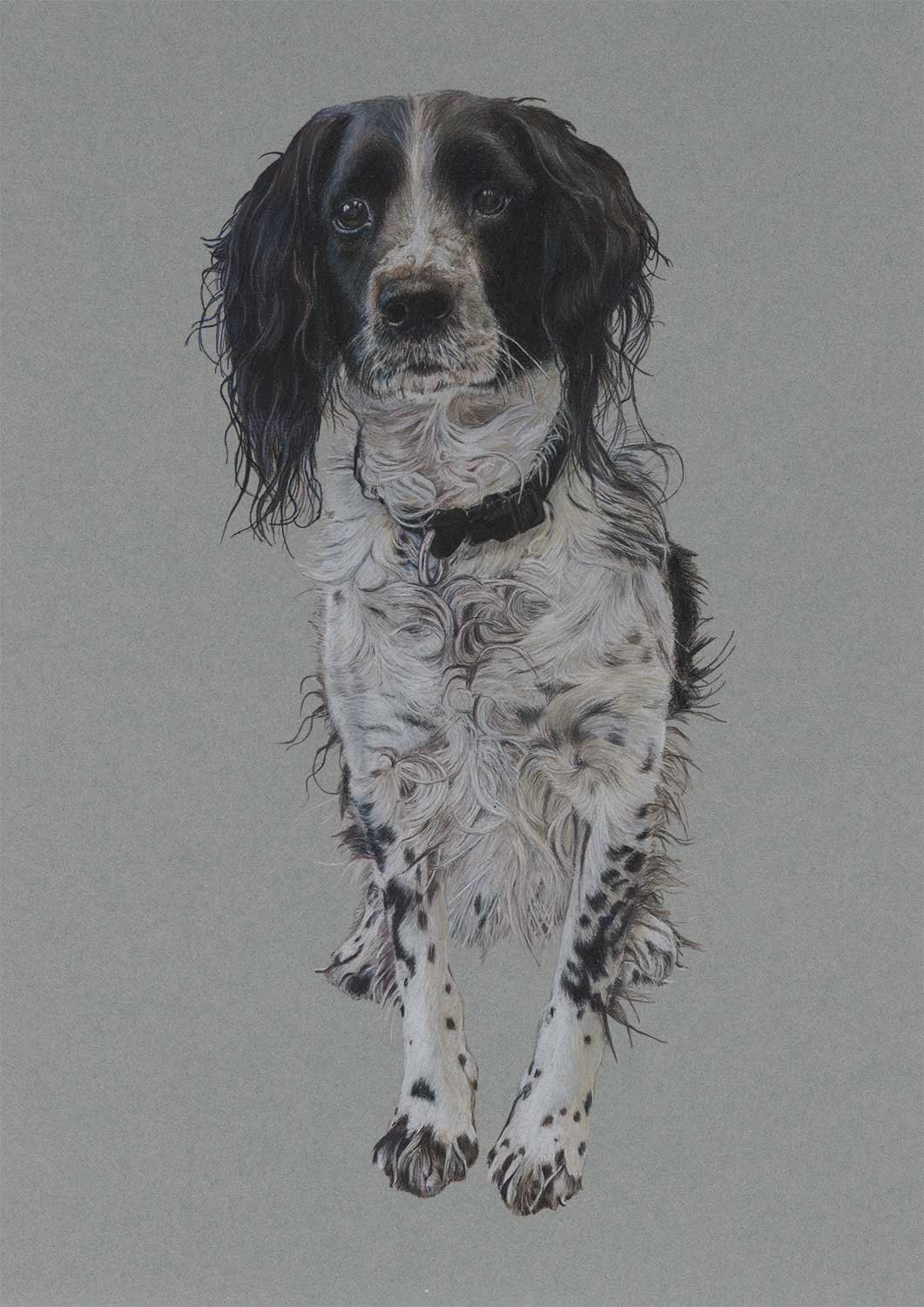 dog-coloured-pencil-drawing-springer-spaniel-murphy