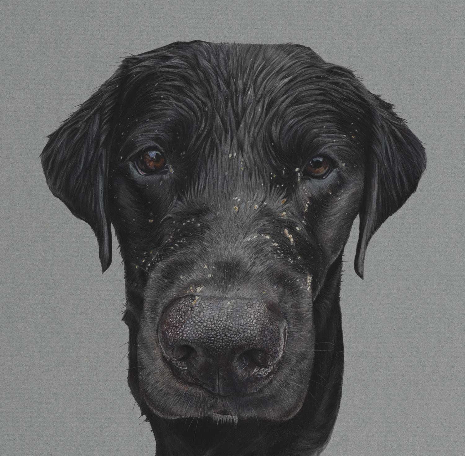 dog-colour-pencil-drawing-parker-black-labrador