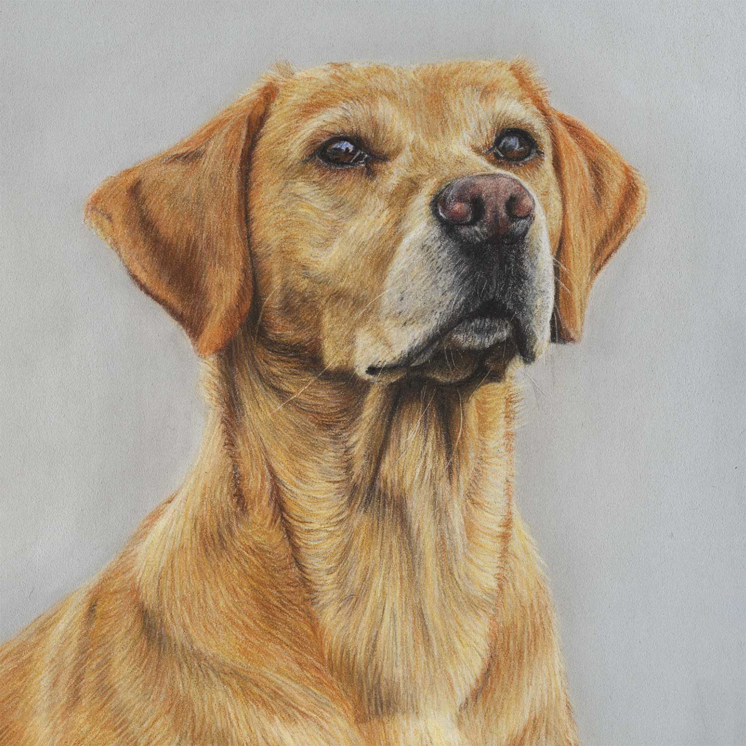 dog-coloured-pencil-drawing-amber-labrador