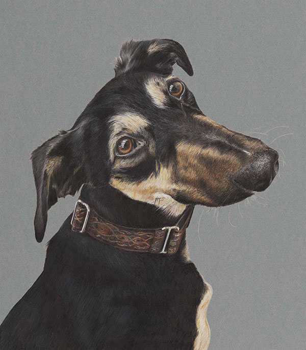 dog-coloured-pencil-drawing-saluki-raam