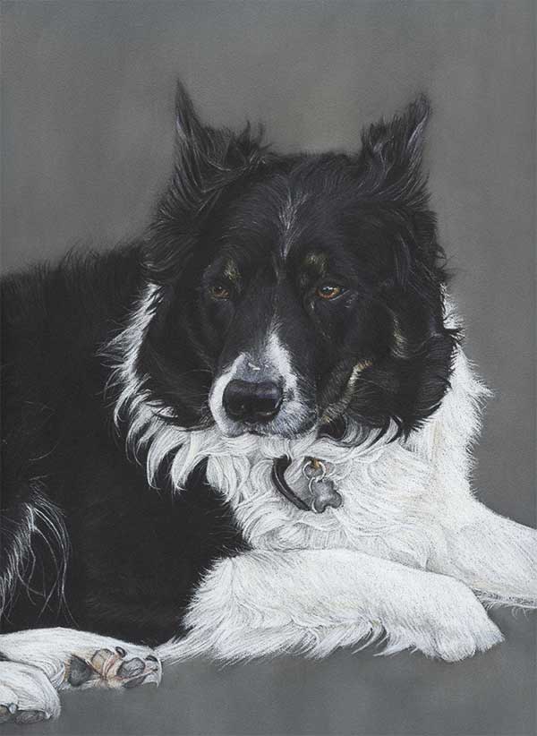 dog-coloured-pencil-drawing-millie-border-collie