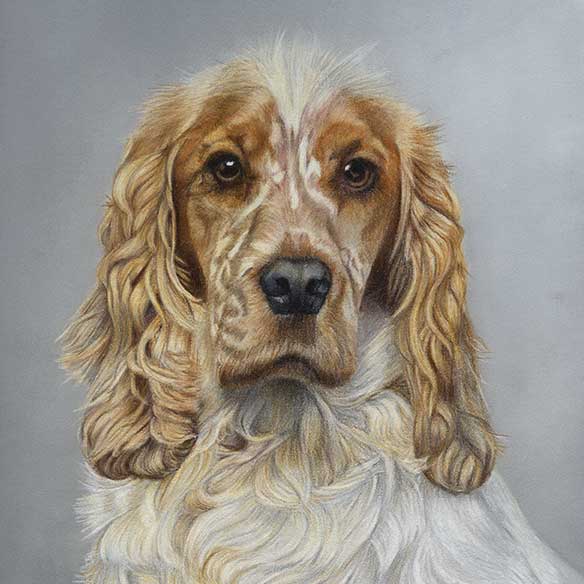 dog-coloured-pencil-drawing-sprocker-spaniel
