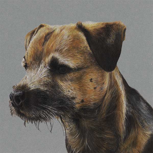 Hamish-the-border-terrier-colour-pencil-drawing