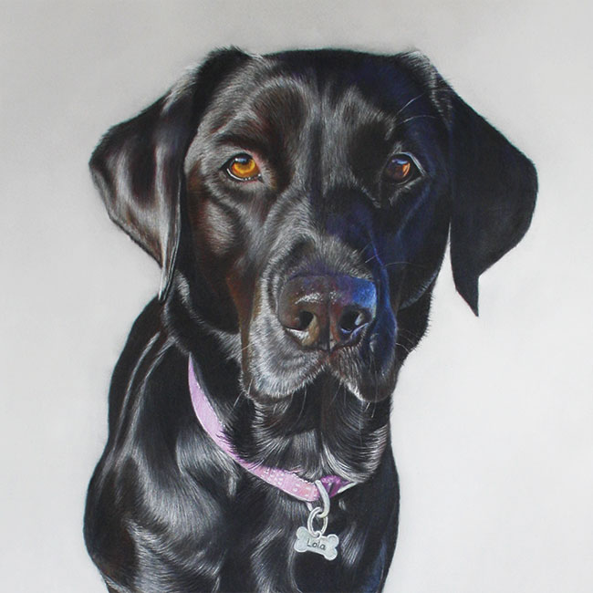 dog-colour-pencil-drawing-Lola-Black-Labrador