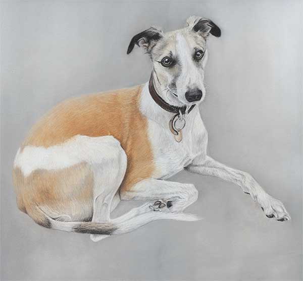 dog-colour-pencil-drawing-chester-whippet