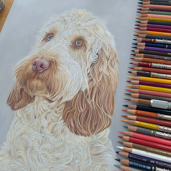 hand-drawn-pet-portrait-cockapoo-dog-commission