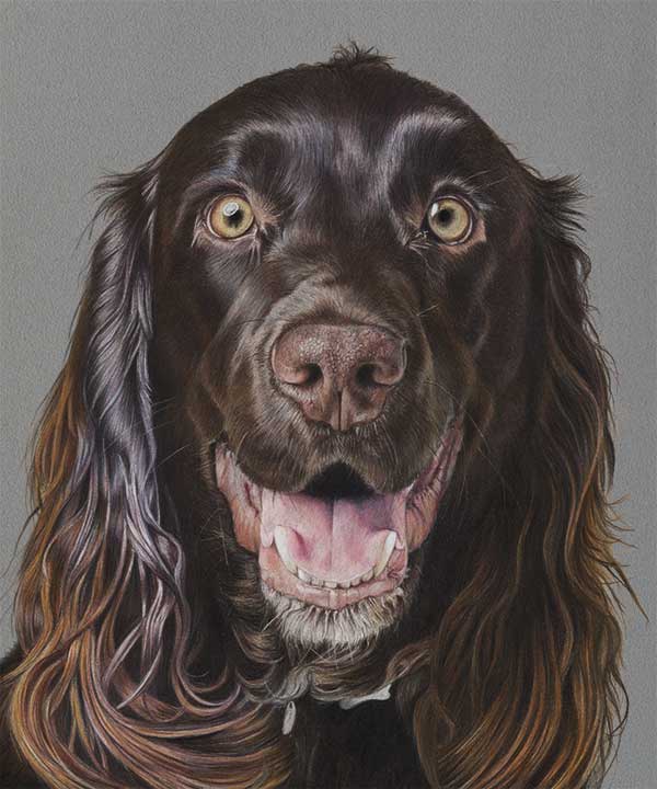 cooper-springer-spaniel-jpg
