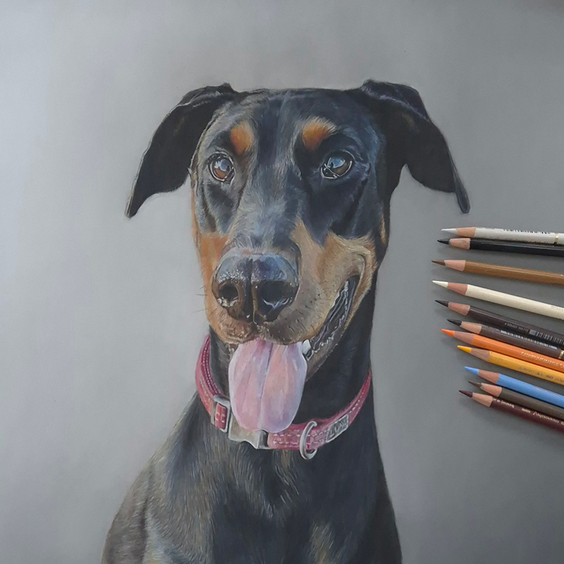 Luna_the_doberman_pet_portrait_commission_colour_pencil_drawing_jpg