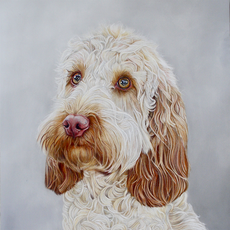 poppy_the_cockerpoo_pet_portrait_commission_colour_pencil_drawing.jpg